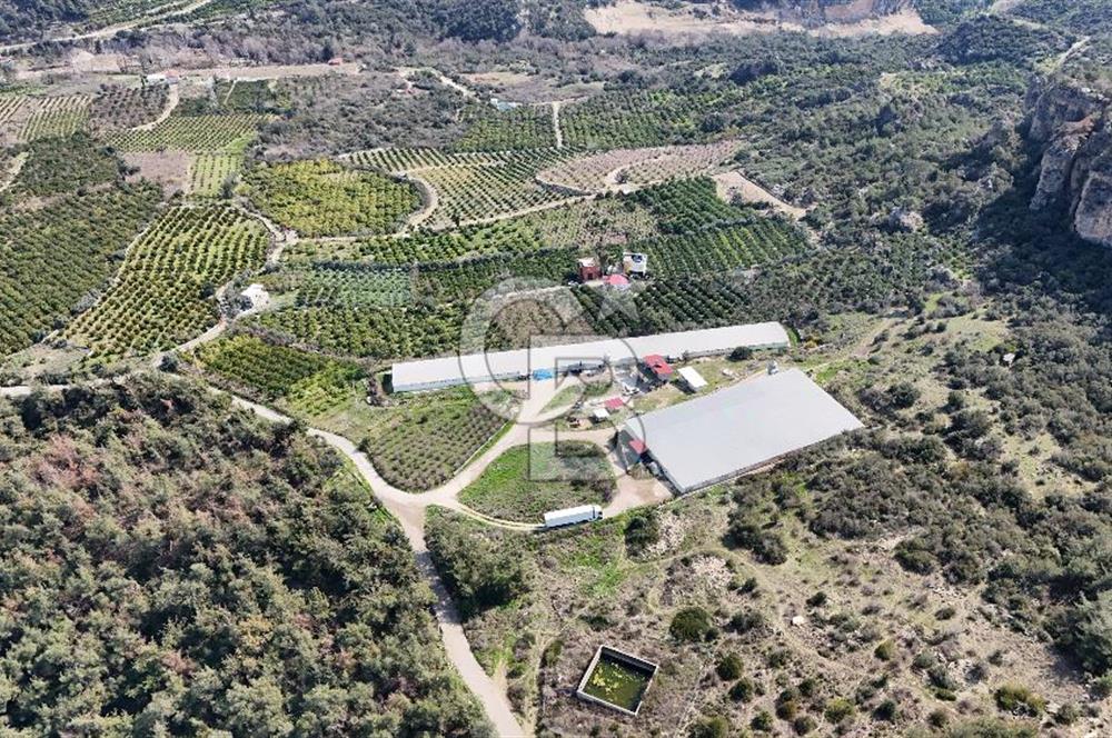 MERSIN HAMZABEYLI, 75.000 KAPASITELI TAM OTOMATIK TAVUK CIFTLIGI