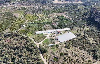 MERSIN HAMZABEYLI, 75.000 KAPASITELI TAM OTOMATIK TAVUK CIFTLIGI