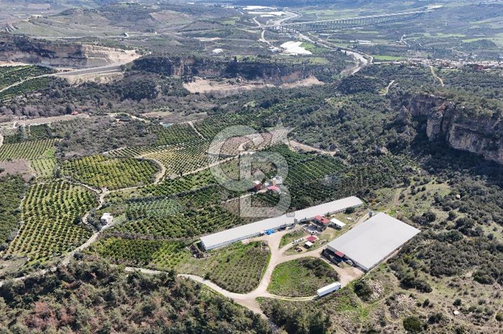 MERSIN HAMZABEYLI, 75.000 KAPASITELI TAM OTOMATIK TAVUK CIFTLIGI