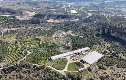 MERSIN HAMZABEYLI, 75.000 KAPASITELI TAM OTOMATIK TAVUK CIFTLIGI