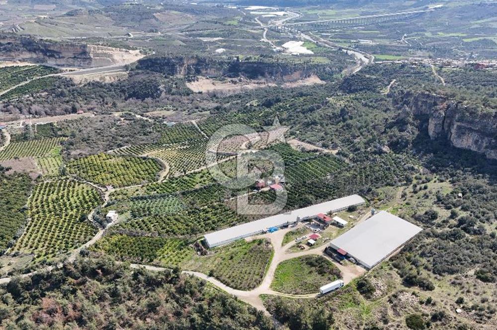 MERSIN HAMZABEYLI, 75.000 KAPASITELI TAM OTOMATIK TAVUK CIFTLIGI