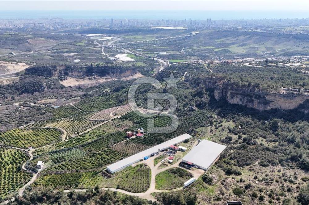 MERSIN HAMZABEYLI, 75.000 KAPASITELI TAM OTOMATIK TAVUK CIFTLIGI