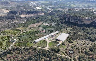 MERSIN HAMZABEYLI, 75.000 KAPASITELI TAM OTOMATIK TAVUK CIFTLIGI