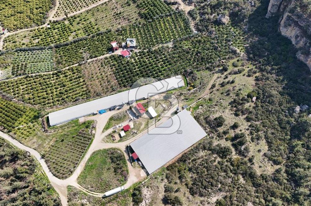 MERSIN HAMZABEYLI, 75.000 KAPASITELI TAM OTOMATIK TAVUK CIFTLIGI