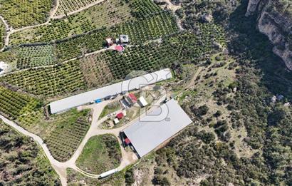 MERSIN HAMZABEYLI, 75.000 KAPASITELI TAM OTOMATIK TAVUK CIFTLIGI