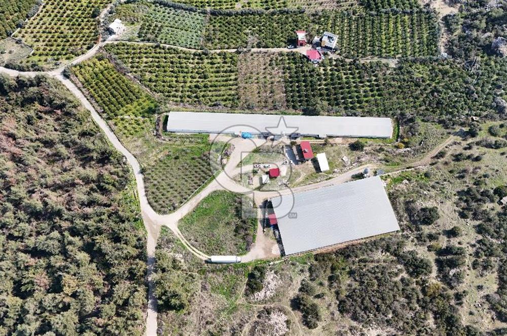 MERSIN HAMZABEYLI, 75.000 KAPASITELI TAM OTOMATIK TAVUK CIFTLIGI