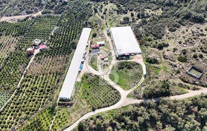 MERSIN HAMZABEYLI, 75.000 KAPASITELI TAM OTOMATIK TAVUK CIFTLIGI