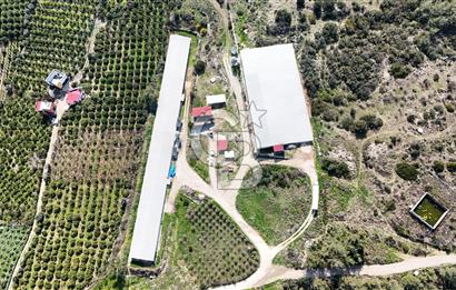 MERSIN HAMZABEYLI, 75.000 KAPASITELI TAM OTOMATIK TAVUK CIFTLIGI