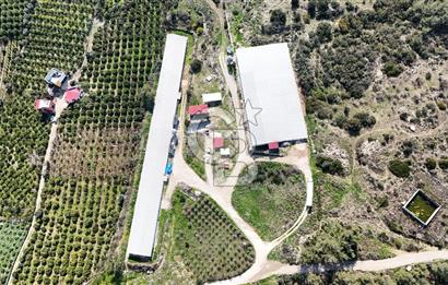 MERSIN HAMZABEYLI, 75.000 KAPASITELI TAM OTOMATIK TAVUK CIFTLIGI