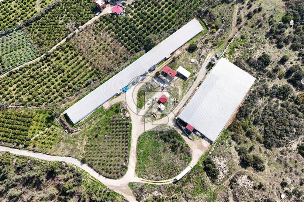 MERSIN HAMZABEYLI, 75.000 KAPASITELI TAM OTOMATIK TAVUK CIFTLIGI