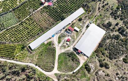 MERSIN HAMZABEYLI, 75.000 KAPASITELI TAM OTOMATIK TAVUK CIFTLIGI