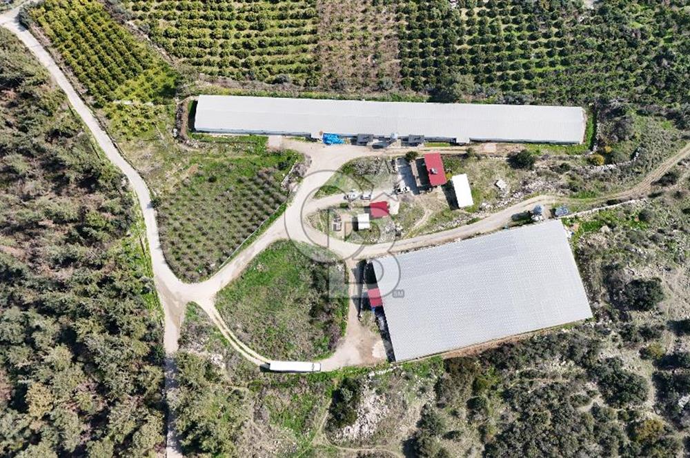 MERSIN HAMZABEYLI, 75.000 KAPASITELI TAM OTOMATIK TAVUK CIFTLIGI