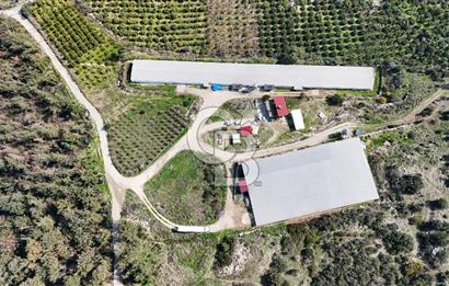 MERSIN HAMZABEYLI, 75.000 KAPASITELI TAM OTOMATIK TAVUK CIFTLIGI