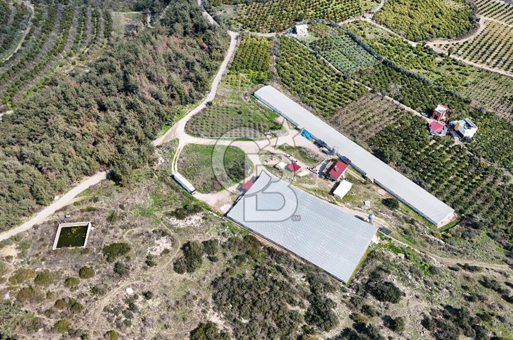 MERSIN HAMZABEYLI, 75.000 KAPASITELI TAM OTOMATIK TAVUK CIFTLIGI