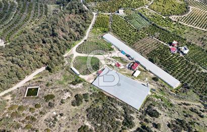 MERSIN HAMZABEYLI, 75.000 KAPASITELI TAM OTOMATIK TAVUK CIFTLIGI