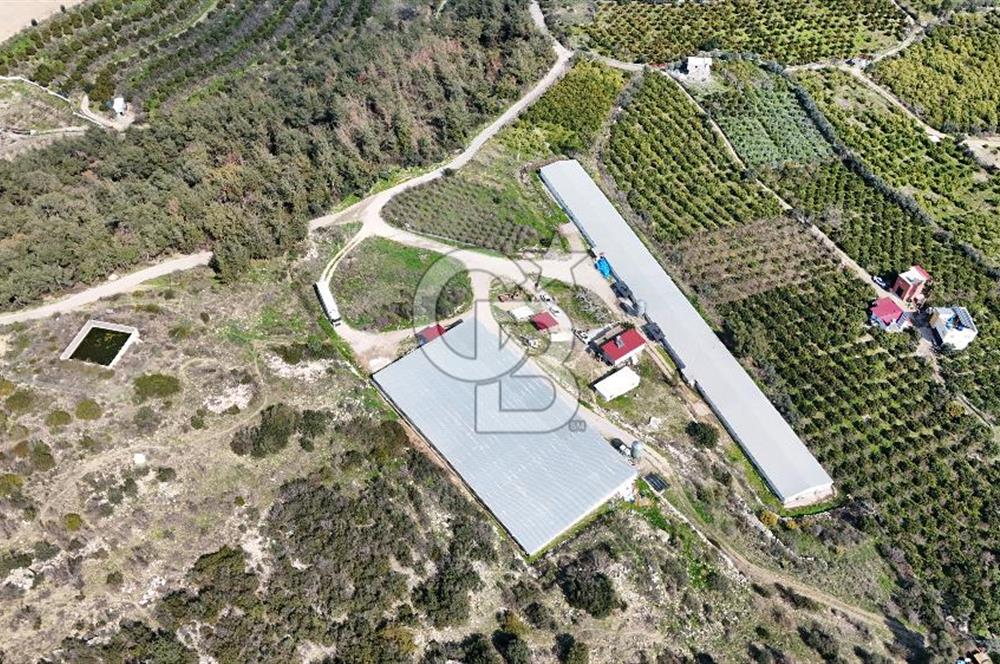 MERSIN HAMZABEYLI, 75.000 KAPASITELI TAM OTOMATIK TAVUK CIFTLIGI