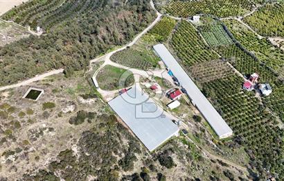 MERSIN HAMZABEYLI, 75.000 KAPASITELI TAM OTOMATIK TAVUK CIFTLIGI