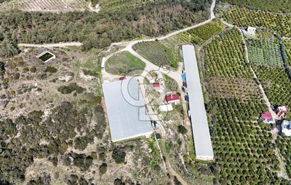 MERSIN HAMZABEYLI, 75.000 KAPASITELI TAM OTOMATIK TAVUK CIFTLIGI