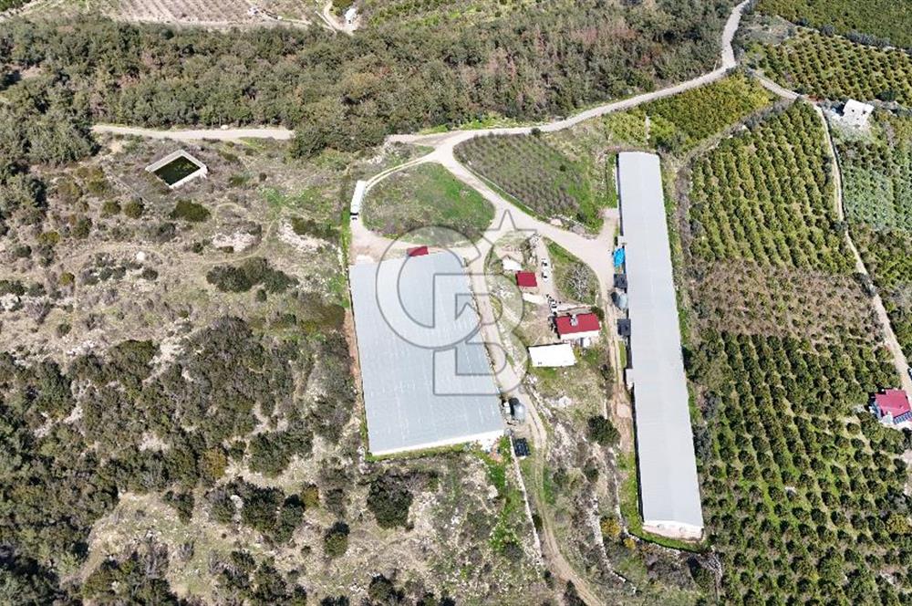 MERSIN HAMZABEYLI, 75.000 KAPASITELI TAM OTOMATIK TAVUK CIFTLIGI