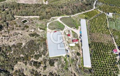 MERSIN HAMZABEYLI, 75.000 KAPASITELI TAM OTOMATIK TAVUK CIFTLIGI