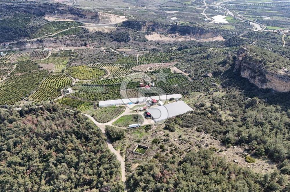 MERSIN HAMZABEYLI, 75.000 KAPASITELI TAM OTOMATIK TAVUK CIFTLIGI