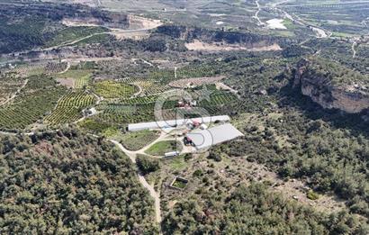 MERSIN HAMZABEYLI, 75.000 KAPASITELI TAM OTOMATIK TAVUK CIFTLIGI