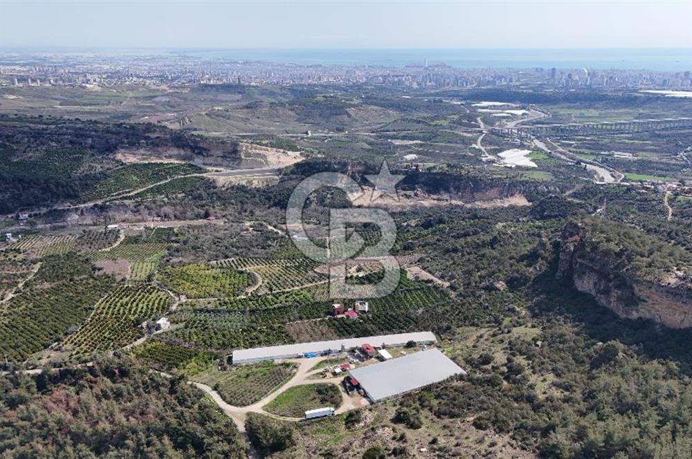 MERSIN HAMZABEYLI, 75.000 KAPASITELI TAM OTOMATIK TAVUK CIFTLIGI