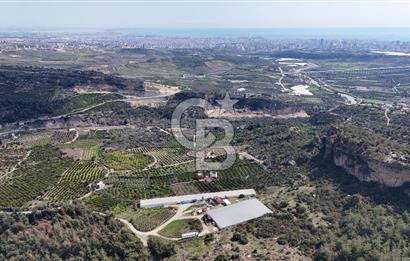 MERSIN HAMZABEYLI, 75.000 KAPASITELI TAM OTOMATIK TAVUK CIFTLIGI