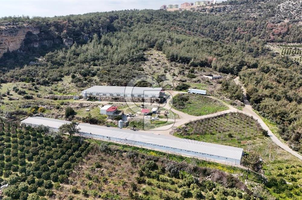 MERSIN HAMZABEYLI, 75.000 KAPASITELI TAM OTOMATIK TAVUK CIFTLIGI