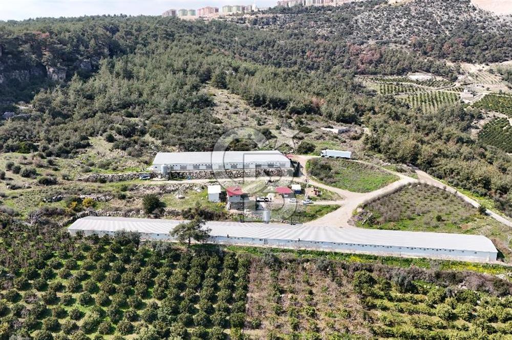 MERSIN HAMZABEYLI, 75.000 KAPASITELI TAM OTOMATIK TAVUK CIFTLIGI