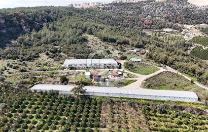 MERSIN HAMZABEYLI, 75.000 KAPASITELI TAM OTOMATIK TAVUK CIFTLIGI