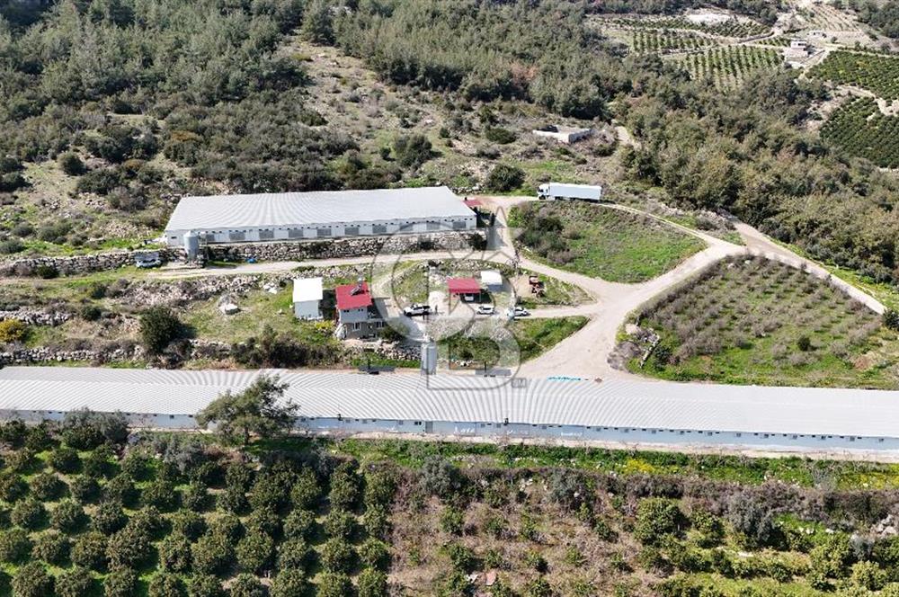 MERSIN HAMZABEYLI, 75.000 KAPASITELI TAM OTOMATIK TAVUK CIFTLIGI