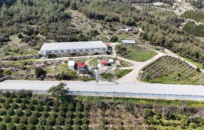 MERSIN HAMZABEYLI, 75.000 KAPASITELI TAM OTOMATIK TAVUK CIFTLIGI