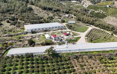 MERSIN HAMZABEYLI, 75.000 KAPASITELI TAM OTOMATIK TAVUK CIFTLIGI