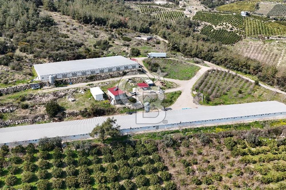 MERSIN HAMZABEYLI, 75.000 KAPASITELI TAM OTOMATIK TAVUK CIFTLIGI