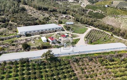 MERSIN HAMZABEYLI, 75.000 KAPASITELI TAM OTOMATIK TAVUK CIFTLIGI