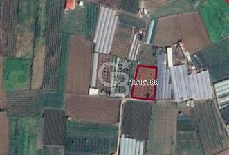 MENEMEN DEĞİRMENDERE SATILIK BAHÇE - 4 - 338133