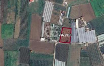 MENEMEN DEĞİRMENDERE SATILIK BAHÇE