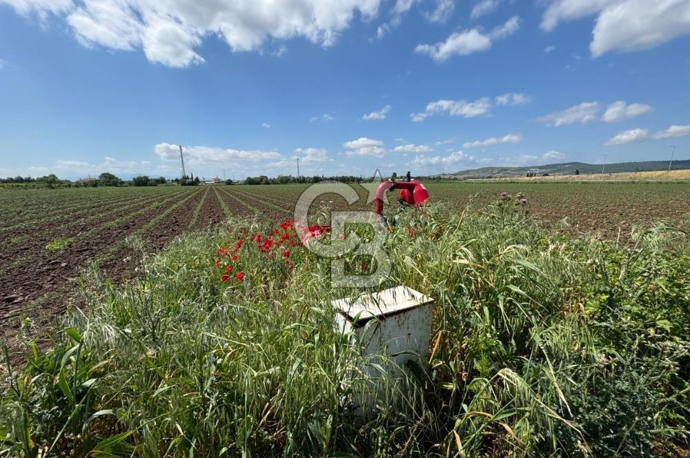 İZMİR-ESKİ FOÇA DUBLE YOLU ÜZERİNDE SATILIK FIRSAT TARLA