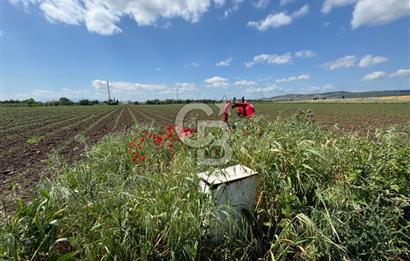 İZMİR-ESKİ FOÇA DUBLE YOLU ÜZERİNDE SATILIK FIRSAT TARLA