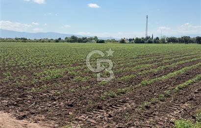 İZMİR-ESKİ FOÇA DUBLE YOLU ÜZERİNDE SATILIK FIRSAT TARLA