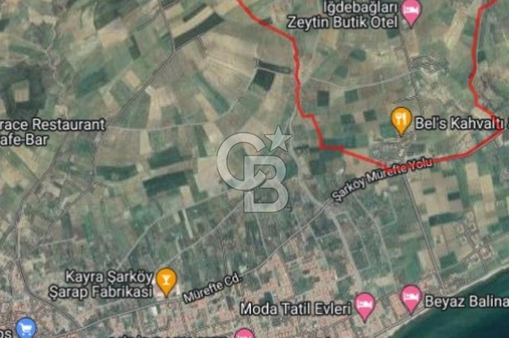 ŞARKÖY İĞDEBAĞLARI ANYOLA CEPHELİ BAKIMLI ZEYTİNLİK