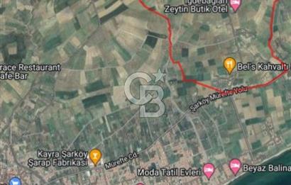 ŞARKÖY İĞDEBAĞLARI ANYOLA CEPHELİ BAKIMLI ZEYTİNLİK