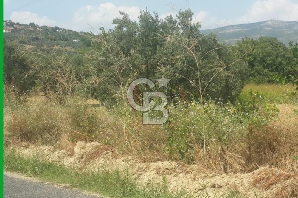 ŞARKÖY İĞDEBAĞLARI ANYOLA CEPHELİ BAKIMLI ZEYTİNLİK