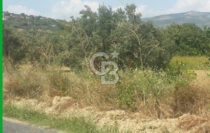 ŞARKÖY İĞDEBAĞLARI ANYOLA CEPHELİ BAKIMLI ZEYTİNLİK