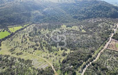 MİLAS ULAŞ'TA YATIRIMLIK ARAZİ - 1/10 HİSSE SATILIK