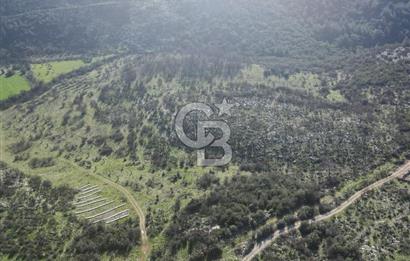 MİLAS ULAŞ'TA YATIRIMLIK ARAZİ - 1/10 HİSSE SATILIK