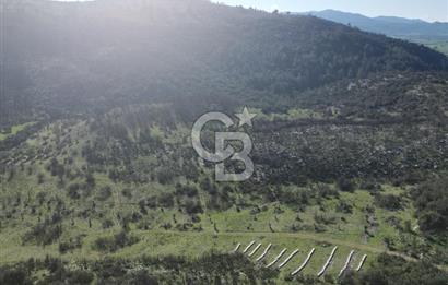 MİLAS ULAŞ'TA YATIRIMLIK ARAZİ - 1/10 HİSSE SATILIK