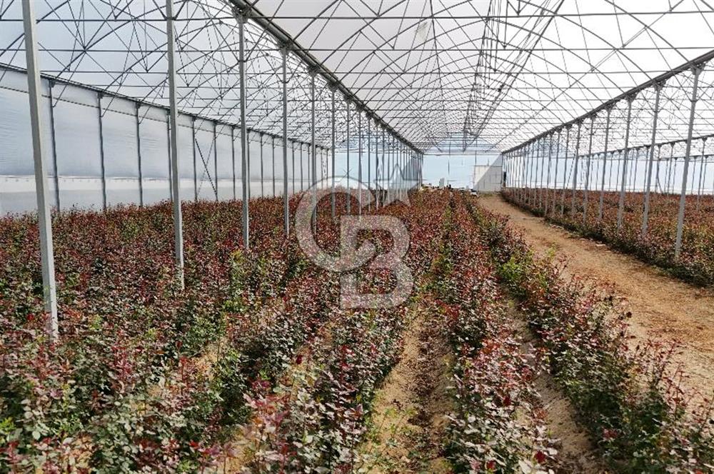 MERSİN IĞDIR’DA SATILIK TAM DONANIMLI GÜL SERASI