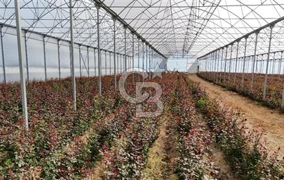 MERSİN IĞDIR’DA SATILIK TAM DONANIMLI GÜL SERASI